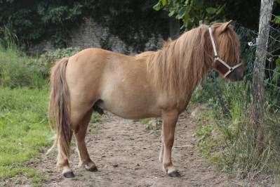 Nesquick du viquet, poulain shetland à vendre