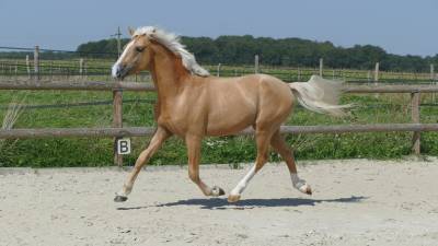 Let's go golden'song - veritable poney de dressage