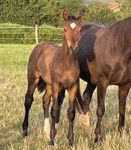 Foal sf par pegase van't ruyttershof x kannan x quidam 