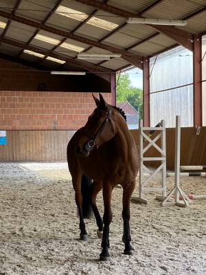 Cheval à vendre 