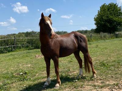 Icare étalon poney landais pp