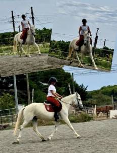 Jument croisée camargue de 14 ans