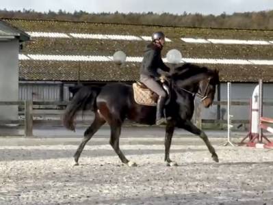 Magnifique cheval né en 2020