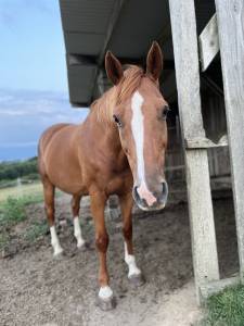 Cheval de compagnie à vendre