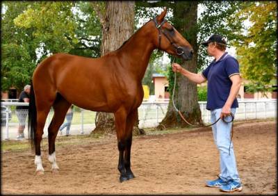 JUMENT DE COURSE - TROTTEUSE