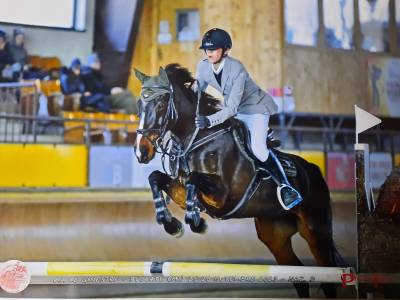 Jument kwpn cheval de sport néerlandais a vendre 2013 bai par flamenco de sémilly