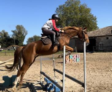 Jeune cheval selle français cso