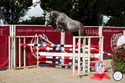 Jeune cheval cso /cce