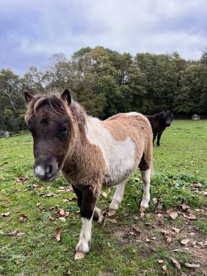 Poney shetland de 4 mois