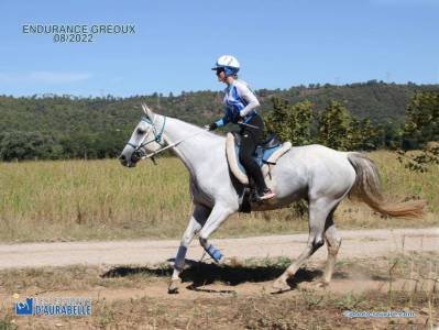 Cheval anglo arabe 