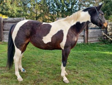 Jument paint horse pp sire et us