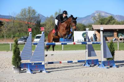 Hongre de sport à vendre 