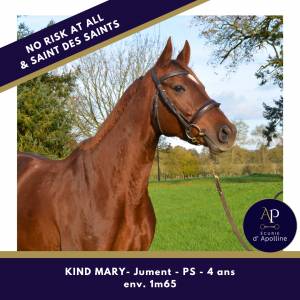 Belle 4 ans 1m65 no risk at all et saint des saints