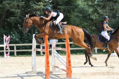 Cheval cso à vendre 