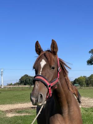 Selle français 3 ans adorable