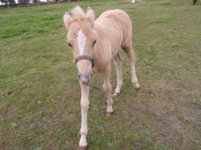 Poulain oc de couleur palomino de 2024