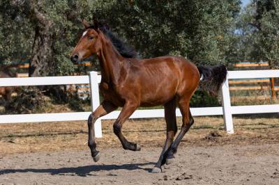 Pouliche cheval de selle italien a vendre 2023 bai par bamako de muze