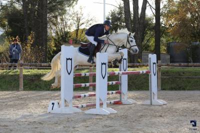 Poney d, hongre, 10 ans, pp connemara