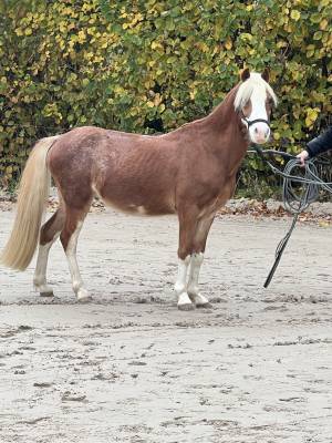 Poney type welsh 