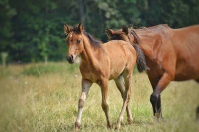 Pouliche pp connemara part bred