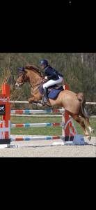 Poney d de sport 