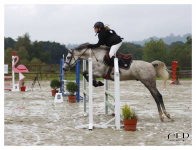 A vendre cheval demi sang arabe 