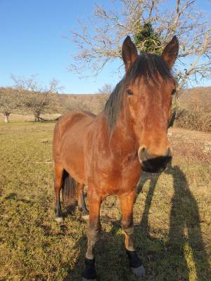 Sheïtan - hongre onc de 3 ans