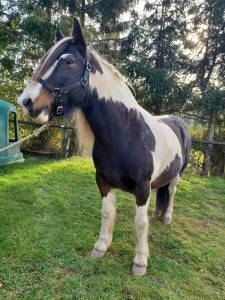 Jument paint horse/irish cob, 8 ans, 1m45, oc 