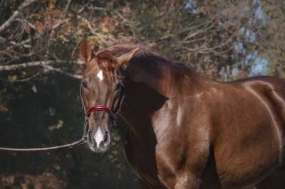 Granjero, hongre de 4 ans, allure et charisme