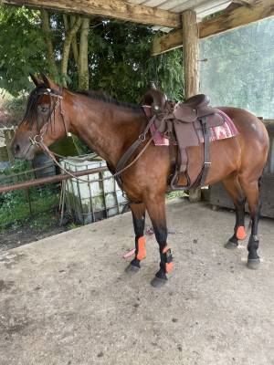 Filly quarter horse aqha débourée origine reining