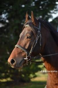 Poney français de selle (hors côte)