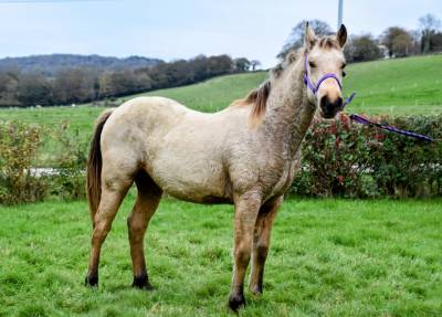 Superbe et rare quarter horse silver !