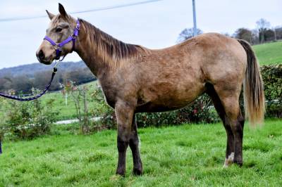 Très beau et rare quarter horse silver !