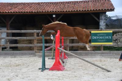 Top poney D cheval belge