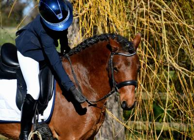 Top poney c cheval belge