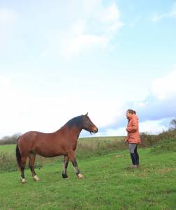 Jument welsh type cob