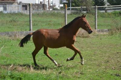 Pouliche PRE Pure Race Espagnole A vendre 2023 Autre couleur par MI SOMBRERO