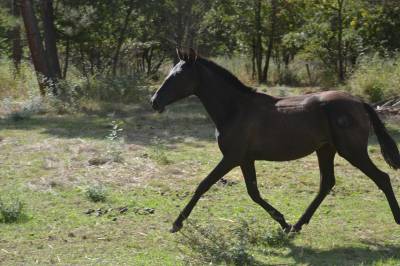 Pouliche PRE Pure Race Espagnole A vendre 2023 Noir par BARULLO JA