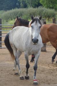 Cheval pour loisir 