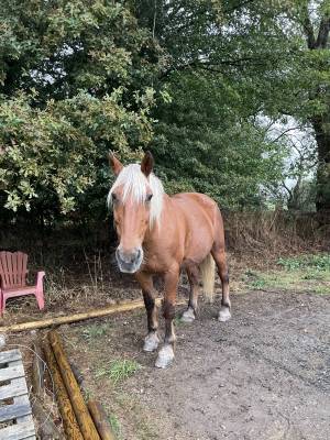 Magnifique cheval comtois à vendre