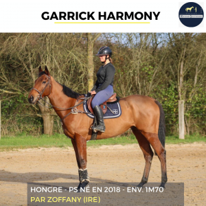 Superbe hongre - garrick harmony - 6 ans