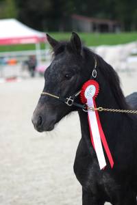 Foal poney à vendre par eloi iv