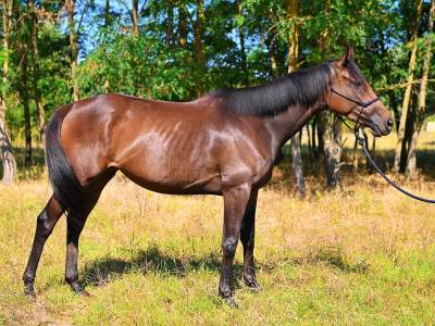 Cheval / jument bai brun foncé 