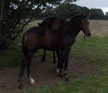 Poney new- forest au sevrage