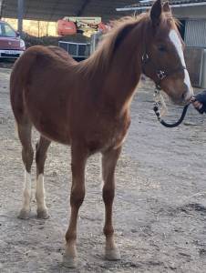 Vente poulain poney 