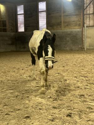 Vente poulain cheval taille adulte 