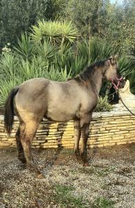 Magnifique pouliche quarter horse smoky grullo 91%