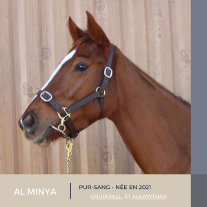 Magnifique jument - al minya - 3 ans