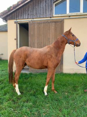 Cheval selle français hongre  ne en 2021