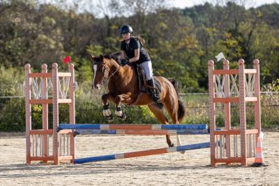 Poney 149 welsh / pfs 7 ans cso